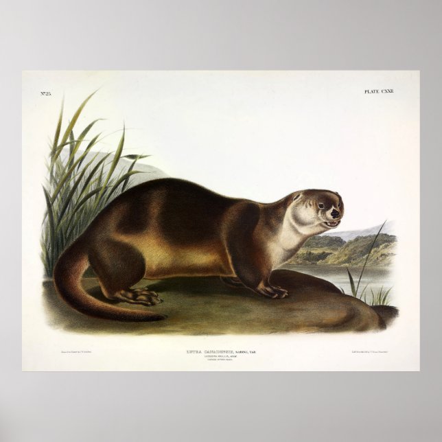 Canada Otter, North American River Otter - Audubon Poster (Framsidan)