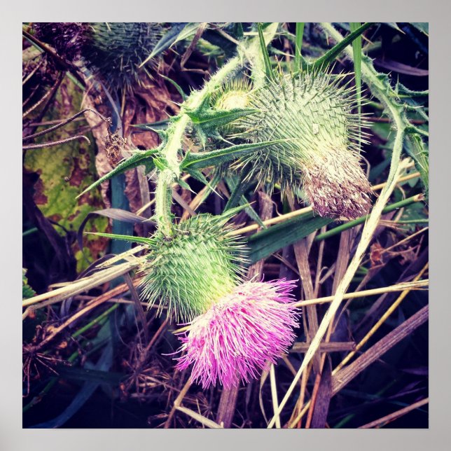 Canada Thistle Poster (Framsidan)