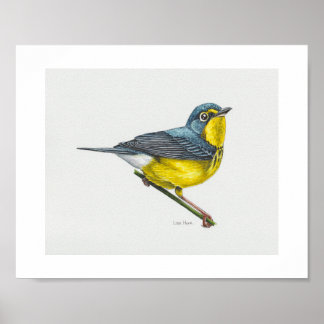 Canada Warbler Art Skriv ut Poster