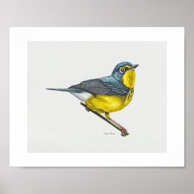 Canada Warbler Art Skriv ut Poster (Framsidan)
