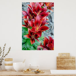 Canadian Beauty, Blommigt Red Stargazer Lily Poster