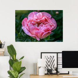 Canadian Beauty, Blommigt Rosa Peony Poster