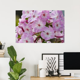 Canadian Beauty, Blommigt Rosa Phlox Poster