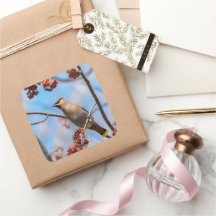 Canadian Brown Bohemian Waxwing Bird Photography