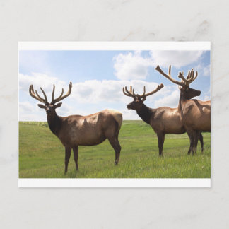 Canadian Bull Elk trio Vykort