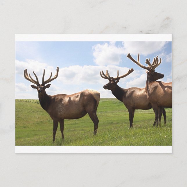 Canadian Bull Elk trio Vykort (Framsida)