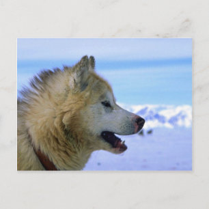 Canadian Eskimo sled hund Vykort