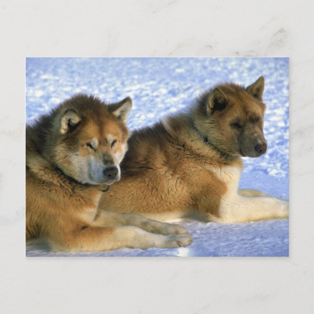 Canadian Eskimo sled hundar Vykort (Framsida)