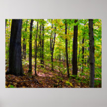Canadian Forest in the Sunlight
