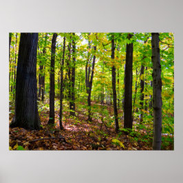 Canadian Forest in the Sunlight Poster