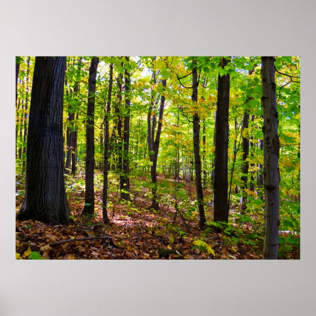 Canadian Forest in the Sunlight Poster (Framsidan)