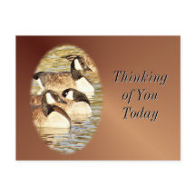 Canadian Geese blank Postcard- anpassa