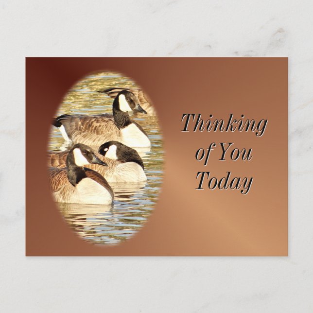 Canadian Geese blank Postcard- anpassa Vykort (Framsida)