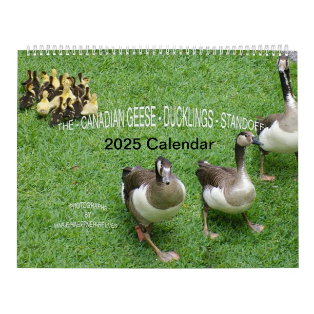 *CANADIAN GEESE* - *DUCKLINGS* STANDOFF 2025 KALENDER (Omslag)
