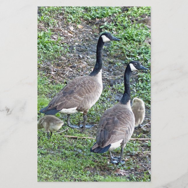 Canadian Geese Family Brevpapper (Framsida)