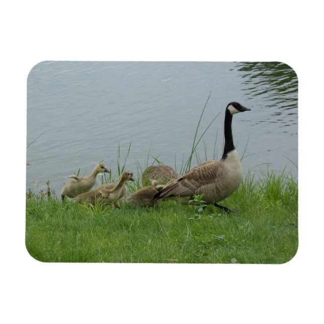 Canadian Geese Family Flexible Magnet (Horisontell)