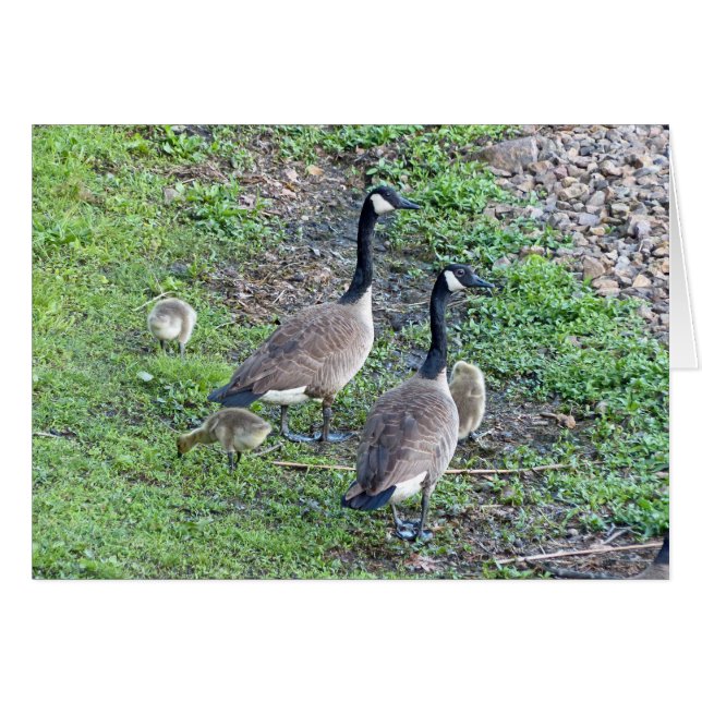 Canadian Geese Family Hälsningskort (Framsidan Horizontal)
