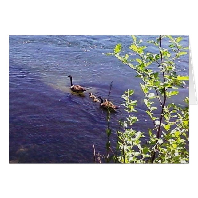 Canadian Geese Family Hälsningskort (Framsidan Horizontal)