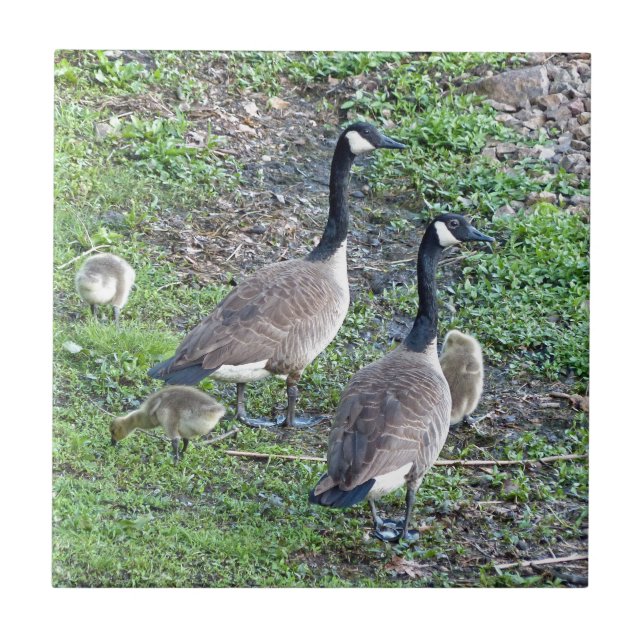Canadian Geese Family Kakelplatta (Framsidan)