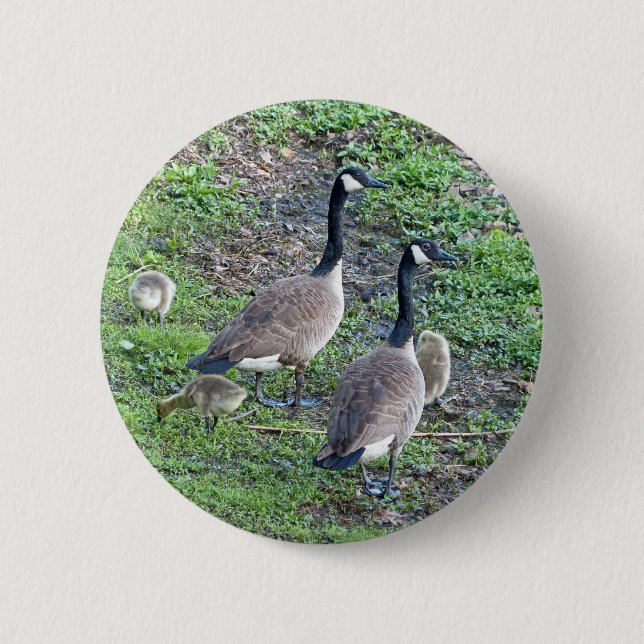 Canadian Geese Family Knapp (Framsida)