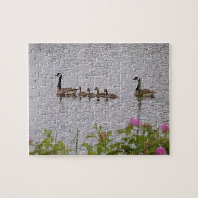 Canadian Geese Family Swimming Jigszle Puzzle Pussel (Horisontell)