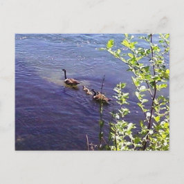 Canadian Geese Family Vykort