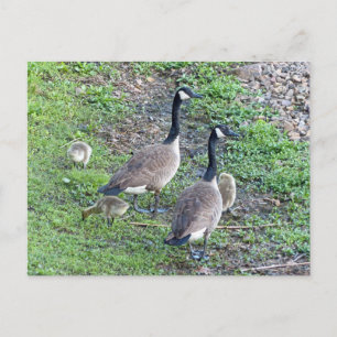 Canadian Geese Family Vykort