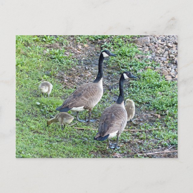 Canadian Geese Family Vykort (Framsida)