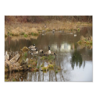 Canadian Geese Fototryck