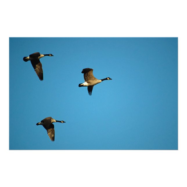Canadian Geese Fototryck (Framsidan)