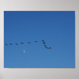 Canadian geese in flight   poster