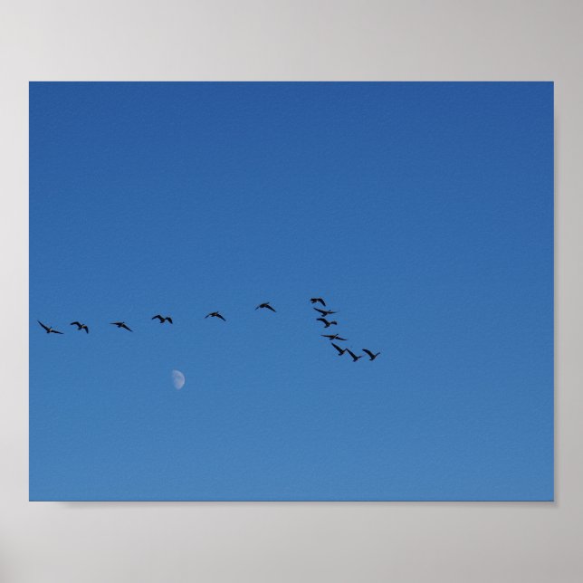 Canadian geese in flight   poster (Framsidan)