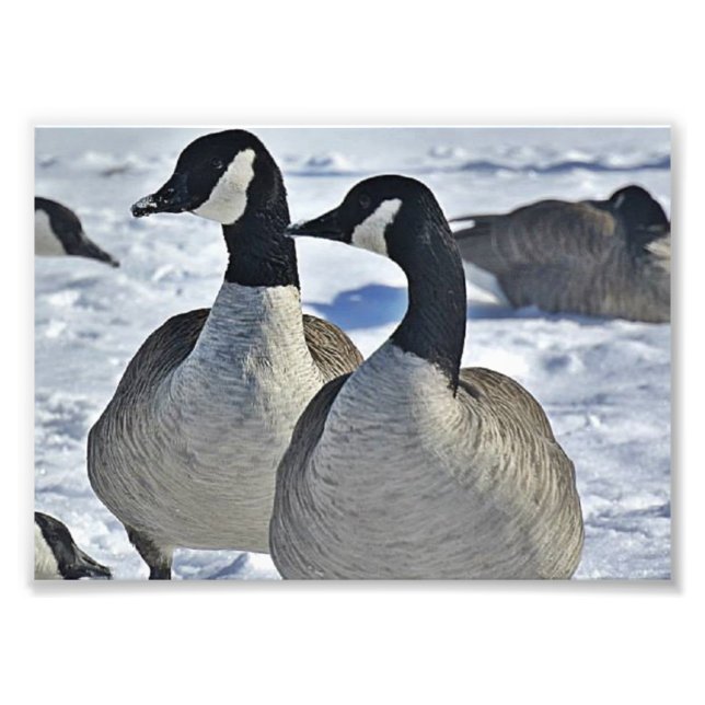 Canadian Geese in Winter Fototryck (Framsidan)
