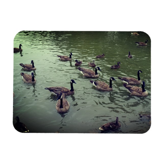 Canadian Geese & Mallard Anka Magnet (Horisontell)