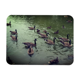 Canadian Geese & Mallard Ankor Magnet