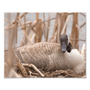 Canadian Geese Nests Fototryck
