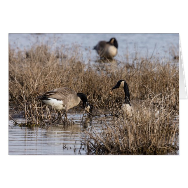 Canadian Geese Snack Time OBS Kort (Framsidan Horizontal)