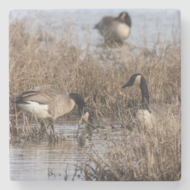 Canadian Geese Snack Time Stenunderlägg (Framsidan)