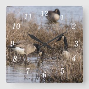 Canadian Geese Snack Time Wall Clock Fyrkantig Klocka