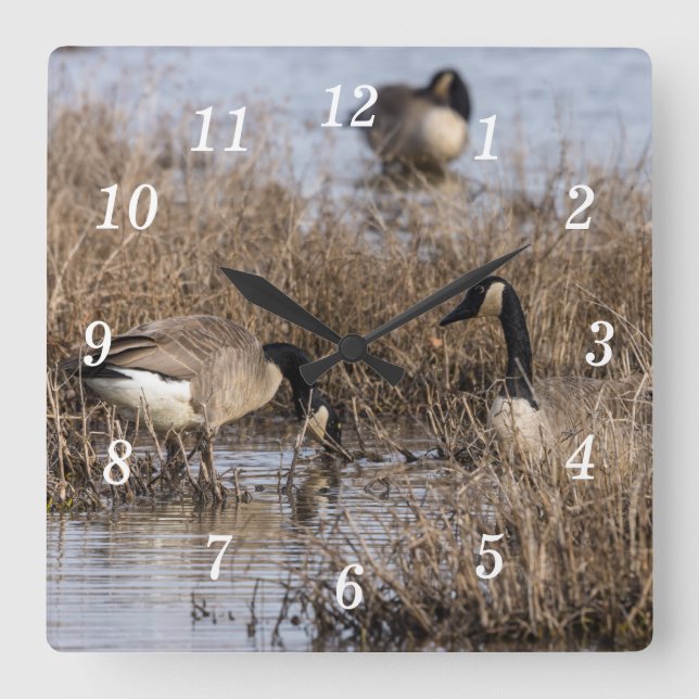 Canadian Geese Snack Time Wall Clock Fyrkantig Klocka (Framsida)