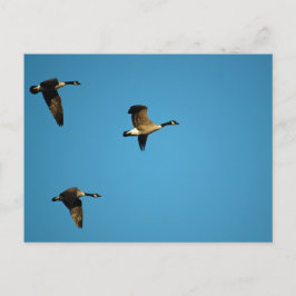 Canadian Geese Vykort