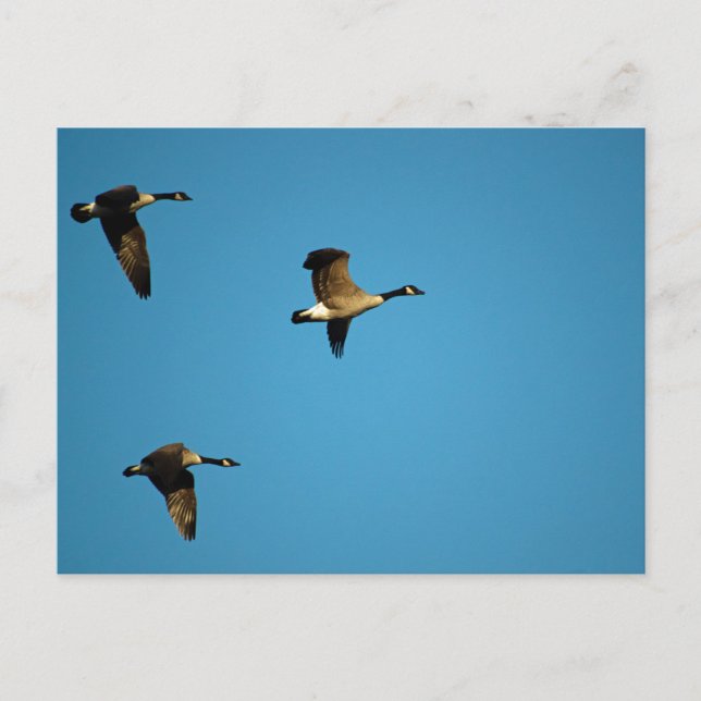 Canadian Geese Vykort (Framsida)