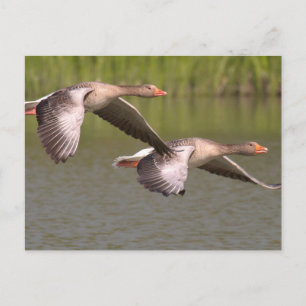 Canadian Geese Vykort