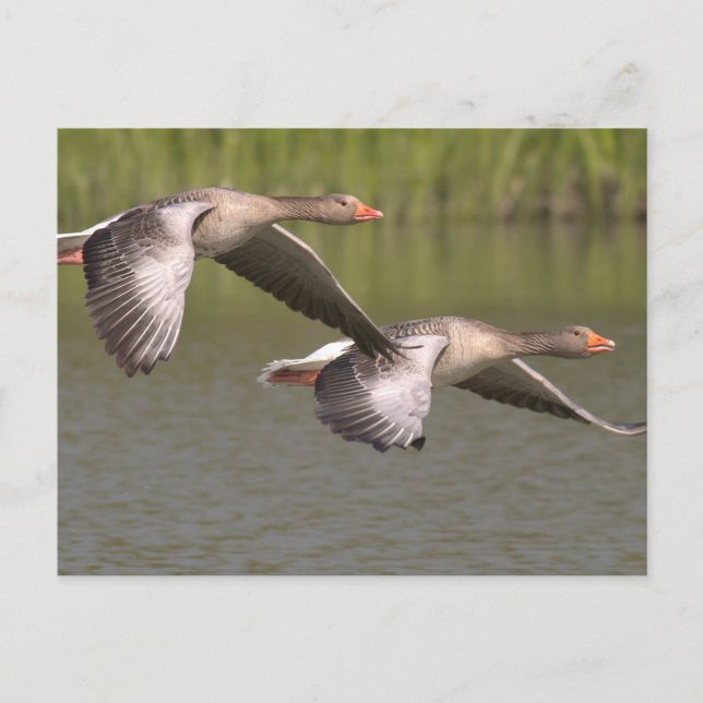 Canadian Geese Vykort (Framsida)