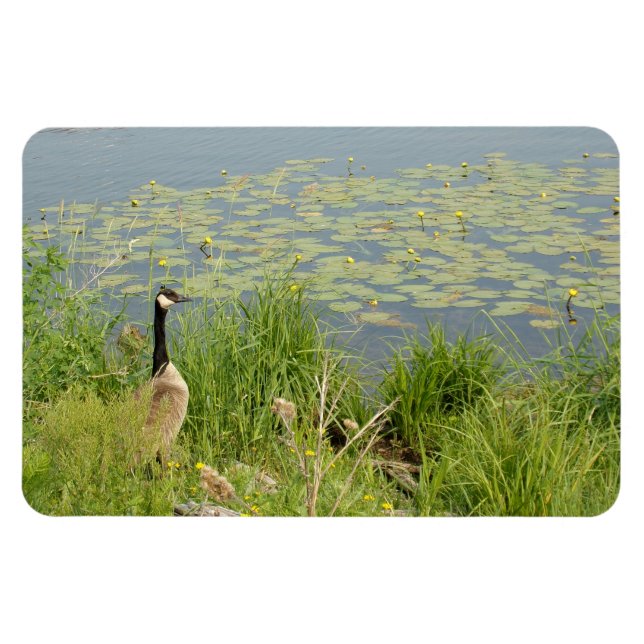 Canadian Goose by Vatten Lillies Flexible Magnet (Horisontell)