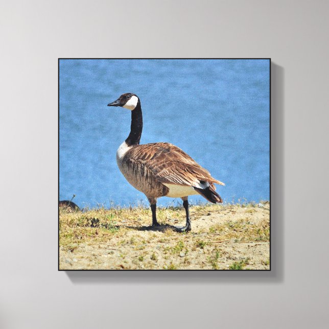 Canadian Goose Canva Wrap Print Canvastryck (Framsida)