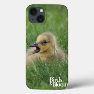 Canadian Goose Chick