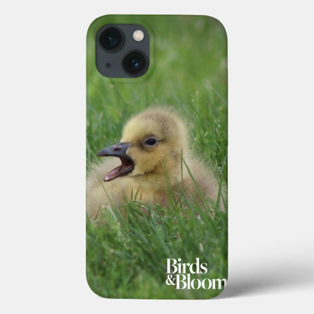 Canadian Goose Chick (Baksida)