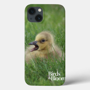 Canadian Goose Chick