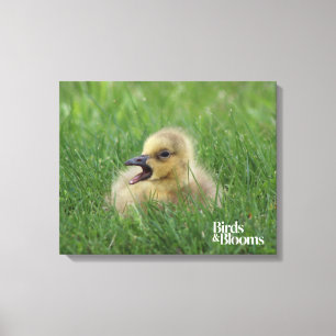Canadian Goose Chick Canvastryck